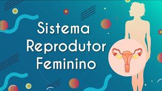 Sistema Reprodutor Feminino - Brasil Escola