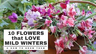 10 COOL SEASON Flowers that LOVE MILD WINTERS: and HOW TO GROW them