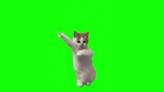 Котик танцует - мем, шаблон