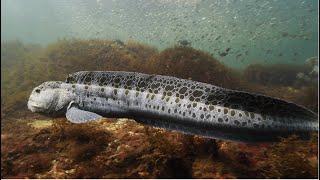 The Best of Puget Sound Diving