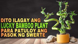 Dito Nilalagay ng mga MAYAMAN ang HALAMAN LUCKY BAMBOO PLANT | Lucky plants 2024 Money Lucky Bamboo