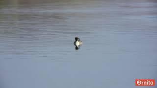 Kılkuyruk,Northern Pintail,Anas acuta