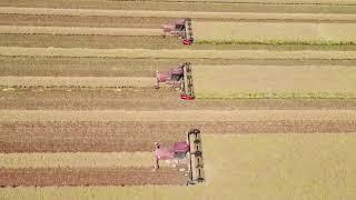 Canola Windrowing BFB