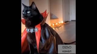 кот вампир Mr CAT Dracula best fanny cat #shorts #приколы #dzho #смешные #animals #new_funny_video