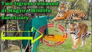 Tigress  released at Nagzira Navegaon Tiger Reserve(NNTR)