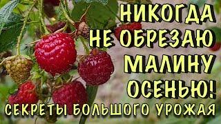 СЕНТЯБРЬ, а ВСЁ В ЯГОДАХ! Ремонтантная малина. СЕКРЕТЫ обрезки и ОБИЛЬНОГО урожая ДАЖЕ ОСЕНЬЮ