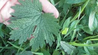 Leonurus cardiaca, known as motherwort, throw-wort, lion's ear, and lion's tail