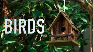 Birds Sound  | Sleep, Study, Focus - White noise 2 hour  #whitenoise #sleepsounds #studysounds