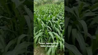 Tanaman jagung subur #shorts #jagung #tanamjagung #jagungmuda #petanijagung #petanimuda