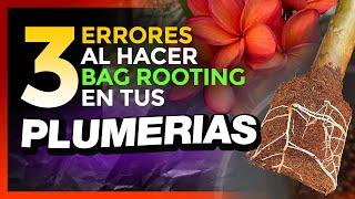  NO COMETAS estos 3 ERRORES al ENRAIZAR tus PLUMERIAS con el método BAG ROOTING 