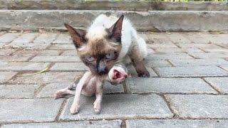 A men fed a stray mother cat for over a week, and as a reward, it brought its kittens to his shop!