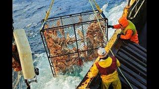 Seasonal Fishing And Methods Of Production of Kamchatka Crab.