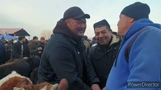 SAMARKAND OQDARYO CATTLE MARKET