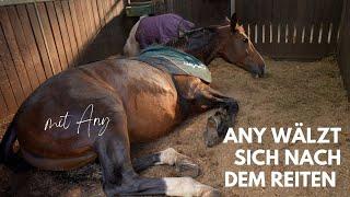 Nach dem reiten Any wälzt sich mit Decke