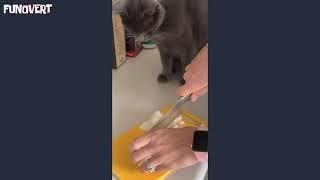 Confused cat crying as owner chops onions