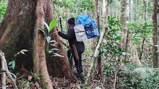 MASUK HUTAN SUMATRA UTARA MIKAT BURUNG CUCAK IJO POIN BERLIMPAH SAMPAI DIGUYUR HUJAN SAAT MIKAT #1