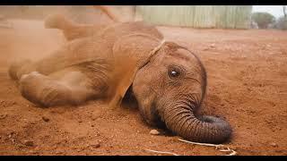 Orphan Elephant Toto | Sheldrick Trust