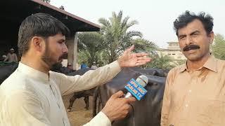 Haji shoukat Dogar dairy farm top Buffalo in Pakistan Part 1