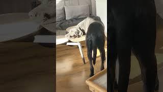 Sunbathing ON THE TABLE | GSP LAB mix hates the winter