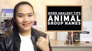 Word Analogy and Vocabulary: Animal Group Names - Civil Service & #UPCAT Review