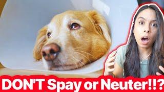 Vet's Spay/Neuter Warning ️ Watch Before Acting!