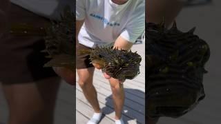 Creepy Puffer Fish! Talks!  *Sea Creature Caught*