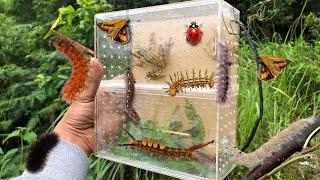 Hunt for terrible hairy caterpillars‼️catch caterpillars, moths, lady bugs, dragonflies, tree frogs