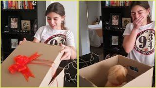 New Puppy Surprise 2024 Compilation  | Mom surprises new puppy at school