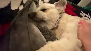 ASMR Doggo Falling Asleep in 10 Minutes of Patting Petting and Scratching 