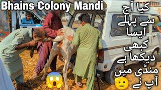 Bhains Colony Mandi Karachi Cattle Latest Rates Update 20 November 2024 | Cow Mandi 2025