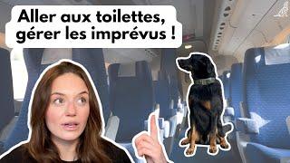 Voyager en train avec votre chien : tout ce qu’il faut savoir !