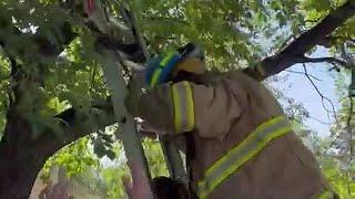 WATCH: Parrot rescue in Colorado Springs!