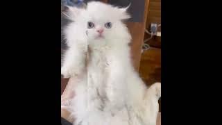 #cat .malos #katze #animals #youtube #گربه_خانگی