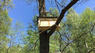 Горизонтальна борть з дощок. Horizontal log hive made of boards.