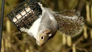 Squirrel proof bird feeders