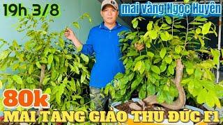 3/8  Săn mai phôi rẻ Long An từ 80k giảo Thủ Đức ở vườn mai vàng Ngọc Huyên