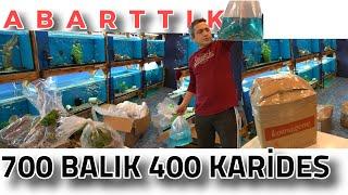 ABARTTIK 700 BALIK 400 KARİDES, akvaryum balıkları