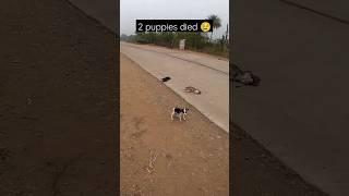 नि:शब्द #short #viral #trending #shortsfeed #puppy #pets #dog #died #viralvideo #help #helping #cute