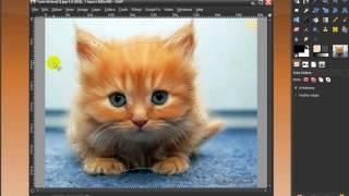 Gimp/Photoshop-Cut out an image with free select tool/lasso tool (of furry cute kitten)