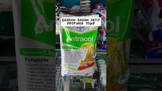 Fungisida Antracol 70% #antaracol #bayer #propineb