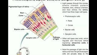 Anatomy | Vision (Part 1) | Retina, Photoreceptors, Bipolar Cells, & Ganglion Cells