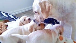 How a Mother Dog Disciplines Her 5 week old Puppies and Teach Them to Play Nice