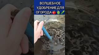 ОГОРОД ЗАВАЛИТ УРОЖАЕМ #совет Волшебное Удобрение для Вашего Огорода 