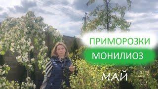 Приморозки | Монилиоз | Май