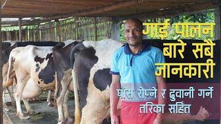 इराक बाट फर्किएर गाई पालन।Cow Farm in Nepal। गाई पालन। Gai Palan Nepal। Business Stories Nepal।2021