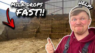 THE WORST SILAGE EVER MADE... AND WE HAVE TO FEED IT OUR COWS!