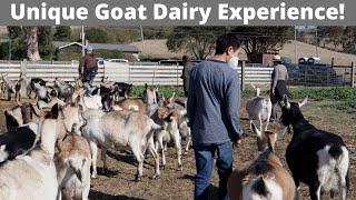 Once In A Lifetime Goat Dairy Experience At Harley Farms Goat Dairy!!!