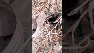 Ant Living Video | Short Video| Funny Video | Short feeds