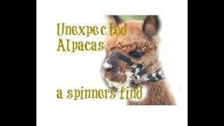 Unexpected Alpacas a spinner's find