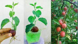 how to grow plum tree from seed, how to grow aloo Bukhara,Plant plum trees in the garden from seeds